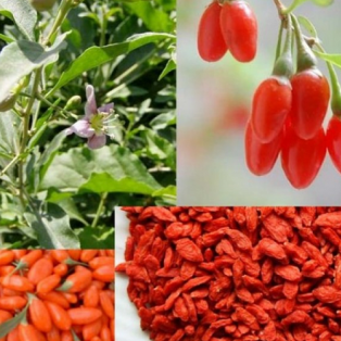 Доставка ягоды Годжи из Китая