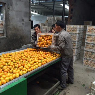 Доставка фруктов и овощей из Китая