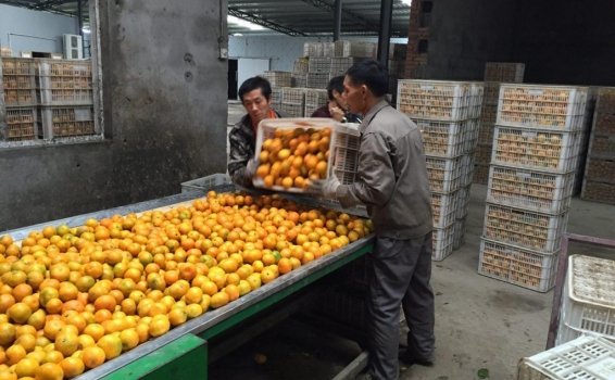 Доставка фруктов и овощей из Китая