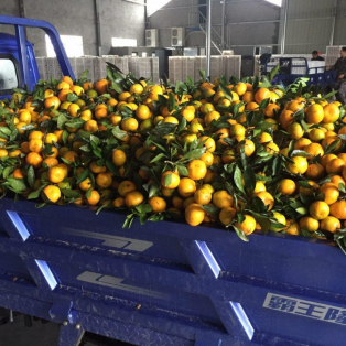 Мандарины оптом из Китая