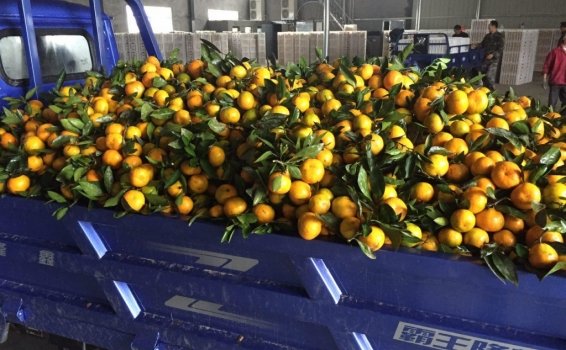 Мандарины оптом из Китая