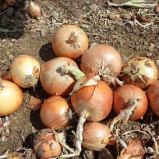 Лук оптом по ценам производителя