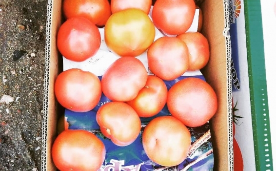 &laquo;Помидор сладкий, как первая любовь&hellip;....