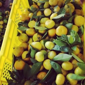 <p>Первые отгрузки мандарина из Китая</p>
