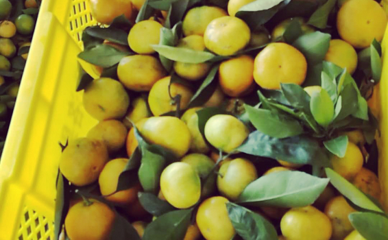 <p>Первые отгрузки мандарина из Китая</p>
