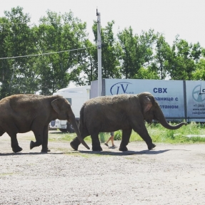 <p>Архивные кадры: в 2016 году на нашем СВХ &laquo;Либерал Вэльюз&raquo; проходили процедуру таможенного оформления артисты, прибывшие в РФ с гастролями &ndash; симпатяги - слоны. Гости остались очень довольны приемом: предложенным с дороги прохладным душем, обширной, достаточной для прогулки территорией, сочной травкой, вежливым и предупредительным персоналом, общей атмосферой комфорта и гостеприимства. У нас остались только хорошие воспоминания: слоны были очень воспитаны и приятны в общении.</p>
