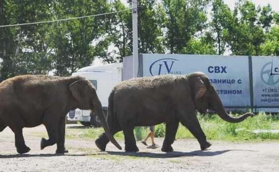 Архивные кадры: в 2016 году на нашем СВХ &laquo;Ли...