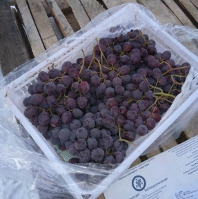 <p>Из рубрики &laquo;скоропорт&raquo;: ударными темпами каждый день идет оформление партий винограда. Нам &ndash; возможность явить профессионализм, Компании &ndash; Клиенту &ndash; радость, стране &ndash; витамины.</p>
