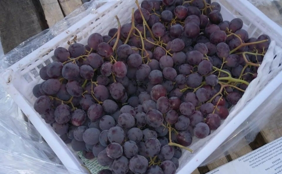 Из рубрики &laquo;скоропорт&raquo;: ударными темпа...