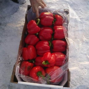 <p>У нас на оформлении очередная партия свежего сладкого перца! Декларация подана, отрабатываем процедуры. Импортируете свежие овощи и фрукты из Китая? Мы дадим вам лучший таможенный сервис на маршруте. Ваша Компания не является участником ВЭД? Дадим цену в РФ, с учетом всех расходов.</p>
