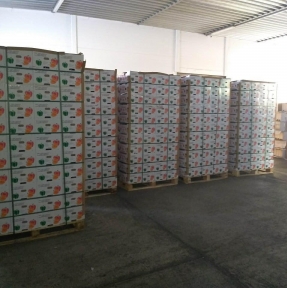 <p>Очередная партия свежего сладкого перца. На нашем СВХ. В работе. СВХ расположен в селе Веселоярск, на маршруте логистики Зимунай, Тачэн &ndash; Алтайский край &ndash; Новосибирск, Екатеринбург, Москва. Мы даем лучшие логистический и таможенный сервисы на маршруте.</p>
