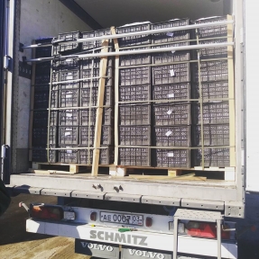 <p>Завершена процедура таможенного оформления партии свежего киви. Мы даём лучший таможенный сервис на маршруте логистики. Профессиональный Оператор ВЭД - ГК STA "СибирьТрансАзия" - надёжный партнёр для Вашего бизнеса с Китаем. И хэши добавь, пожалуйста</p>
