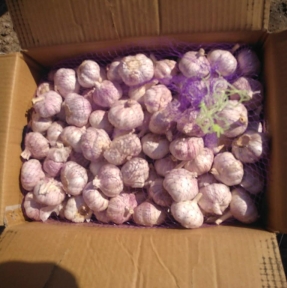 <p>Кому чеснок?! Подали декларацию на партию душистого ядреного чеснока. Работаем с процедурами. Закупаете оптовые партии скоропорта в Китае? Обязательно получите коммерческое предложение ГК STA &laquo;СибирьТрансАзия&raquo;: лучшие условия и экспертный таможенный сервис на маршруте.</p>
