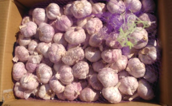 Кому чеснок?! Подали декларацию на партию душистог...