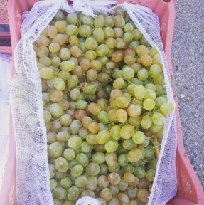 <p>Отдел логистики и Отдел таможенного оформления ГК STA &laquo;СибирьТрансАзия&raquo; не знают отдыха, а силы и энергию черпают из свершений. На выходных приняли и отработали несколько партий винограда. Выпуск разрешен, Клиент доволен, мы - счастливы. ГК STA &laquo;СибирьТрансАзия&raquo; - экспертный таможенный сервис, услуги собственного СВХ и таможенного склада, профессиональные декларанты в штате.</p>
