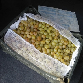 <p>Ударными темпами оформляем на нашем СВХ партии винограда. Таможенный терминал ГК STA &laquo;СибирьТрансАзия&raquo; - СВХ и таможенный склад &ndash; расположен по адресу: Алтайский край, Рубцовский район, с. Веселоярск, ул. Молодежная 1В. Мы даем экспертный таможенный сервис и лучшие условия на маршруте логистики.</p>
