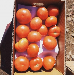 <p>Дамы и господа, с началом рабочей недели! На наш СВХ &laquo;Либерал Вэльюз&raquo; зашли очередные ТС со скоропортом для прохождения процедуры таможенного оформления. Мы &ndash; профессиональный Оператор ВЭД с КНР. И, ориентируясь на потребности Компаний &ndash; Клиентов, выстраиваем сотрудничество индивидуально. Клиентам, у которых выстроена логистика, удобно пользоваться услугами нашего СВХ и штатных профессиональных брокеров. К этой категории относятся большое количество импортеров фруктов и овощей, работающих на нашем маршруте.</p>
