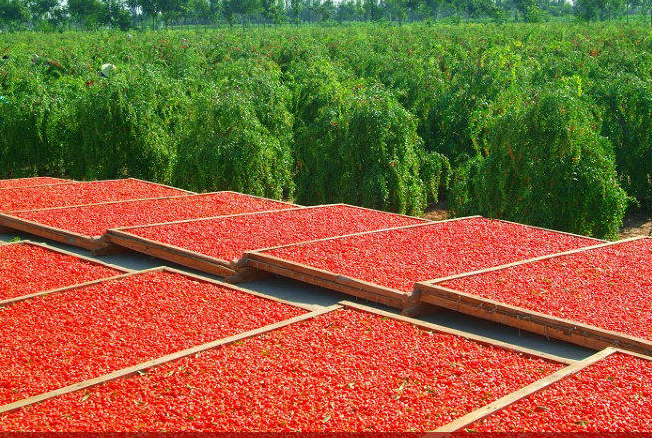 Доставка ягоды Годжи из Китая