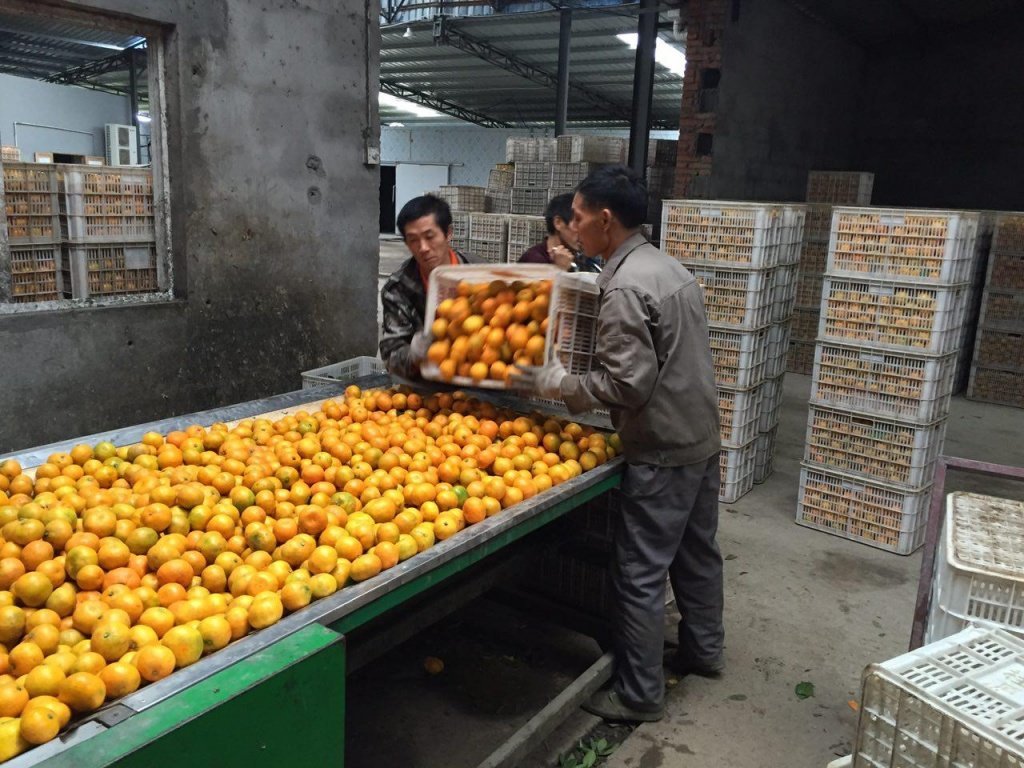 сортировка китайских мандаринов
